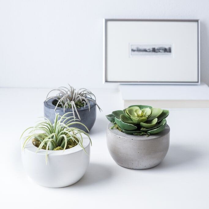 Three Concrete Succulent Pots In Different Colors By Port Living Co.