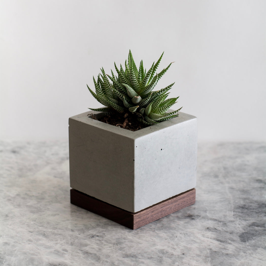 KOMOLAB Concrete and Wood Planter (Front) with A Succulent