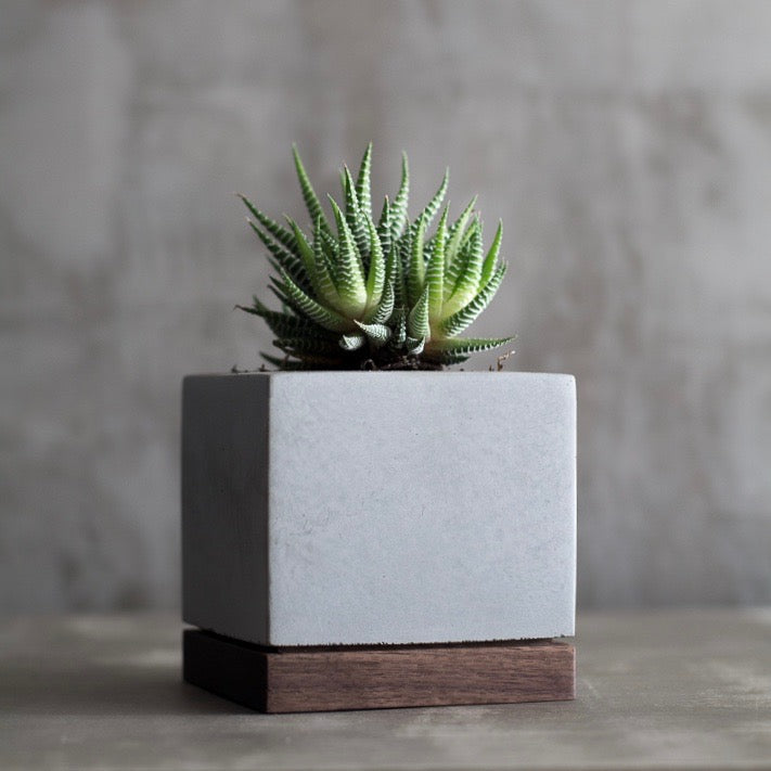 KOMOLAB Concrete and Wood Planter (Back) with A Succulent