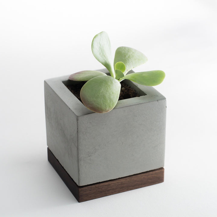 KOMOLAB Concrete and Wood Planter with A Succulent_2