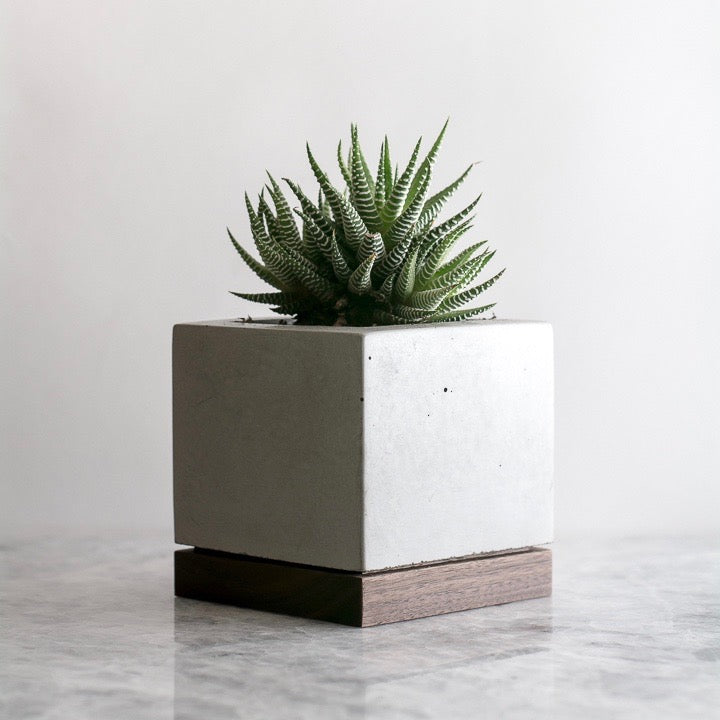 KOMOLAB Concrete and Wood Planter (Side) with A Succulent